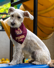 Pañoleta Pijao Pets 2025 - Vinotinta