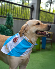 Pañoleta Pijao Pets 2025 - Azul