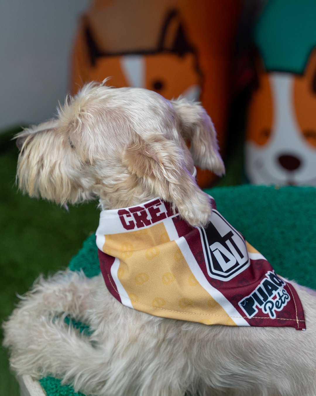 Pañoleta Pijao Pets 2025 Vinotinto y oro