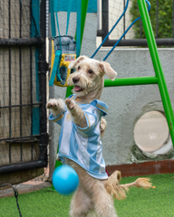 Camiseta Pijao Pets 2025 Azul y Blanca