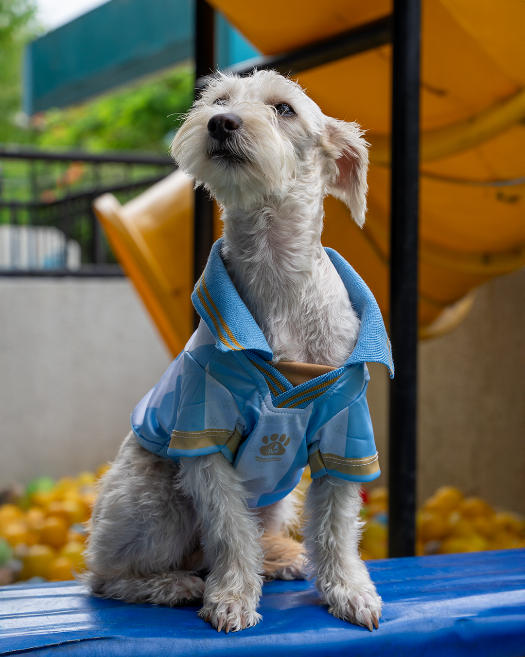 Camiseta Pijao Pets 2025 Azul y Blanca